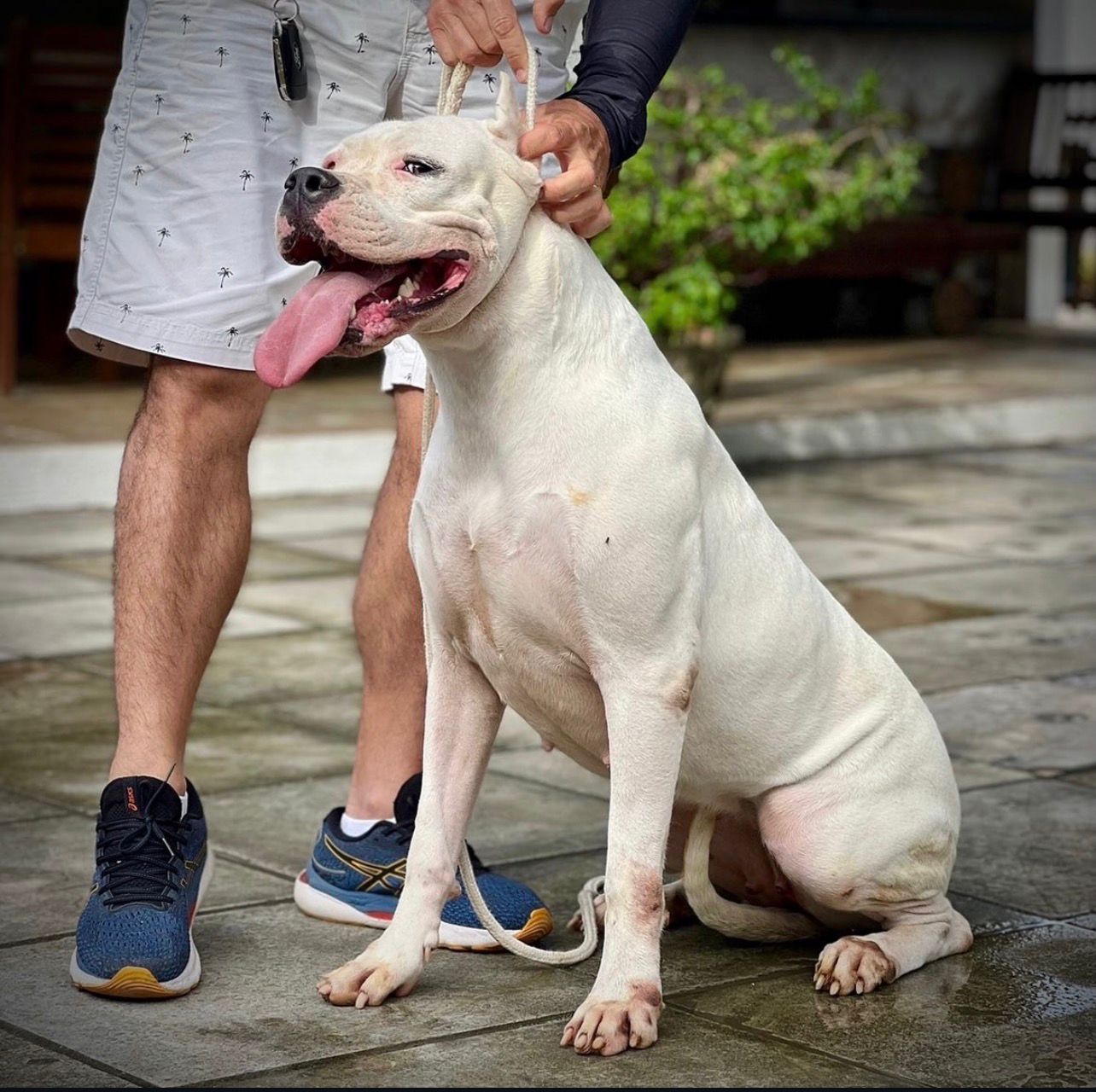 Matriz Córdoba SH - Dogo Argentino